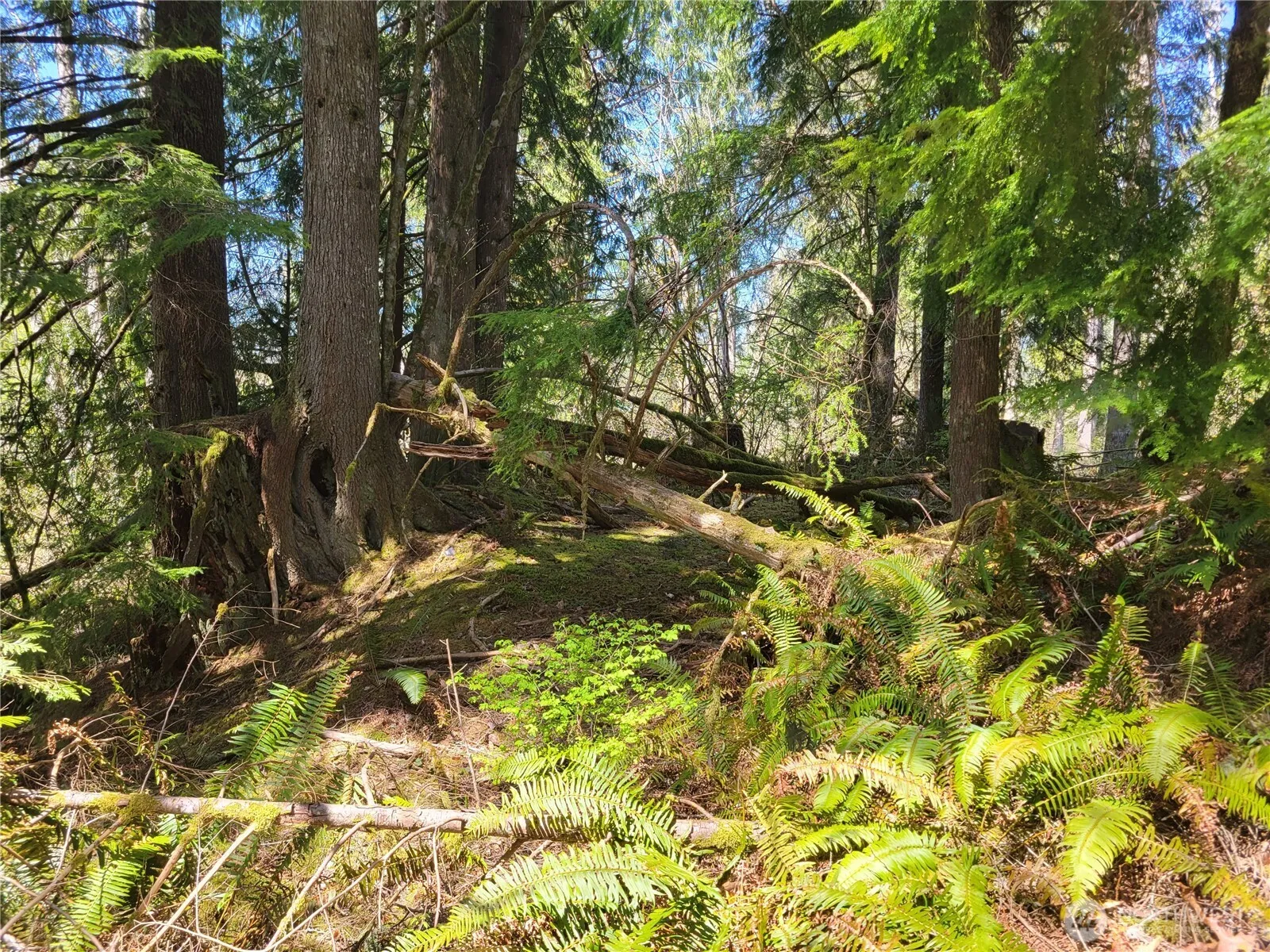 Property photo for 0 Xxx Mtn Loop Highway, Granite Falls photo 3