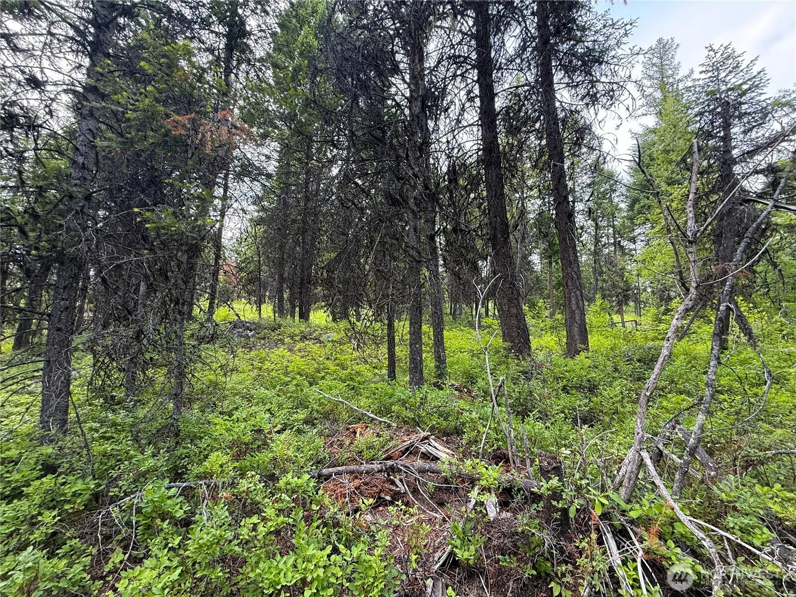 Property photo for 0 Mule Deer, Republic photo 4