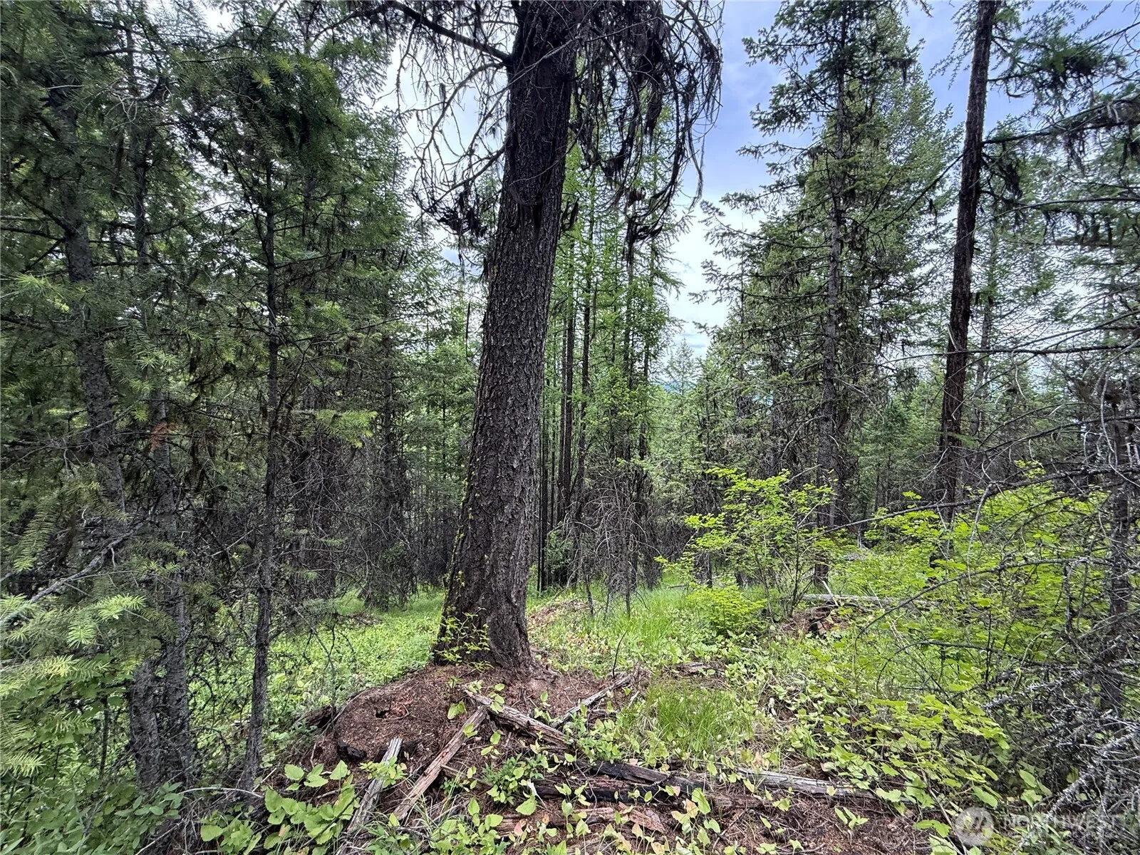 Property photo for 0 Mule Deer Road, Republic photo 3