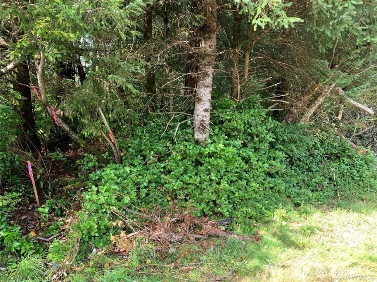 Property photo for 609 Weatherwax, Ocean Shores photo 4