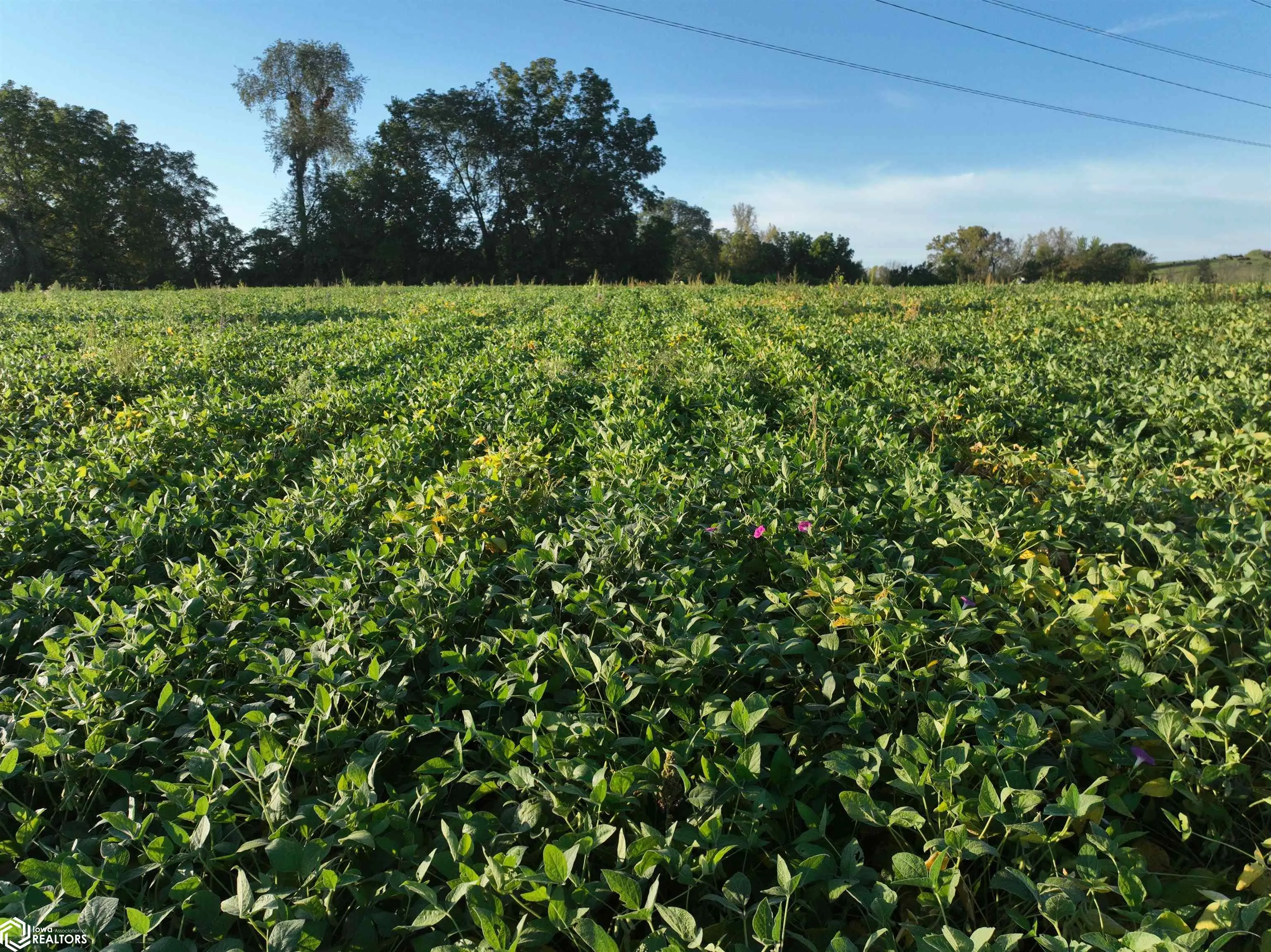 0 43rd Avenue, Norwalk, Iowa 50211, ,Land,For Sale,43rd,6321416