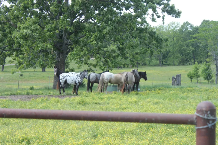 Ready for Horses