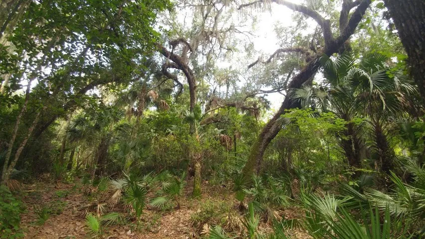 Huge Oaks