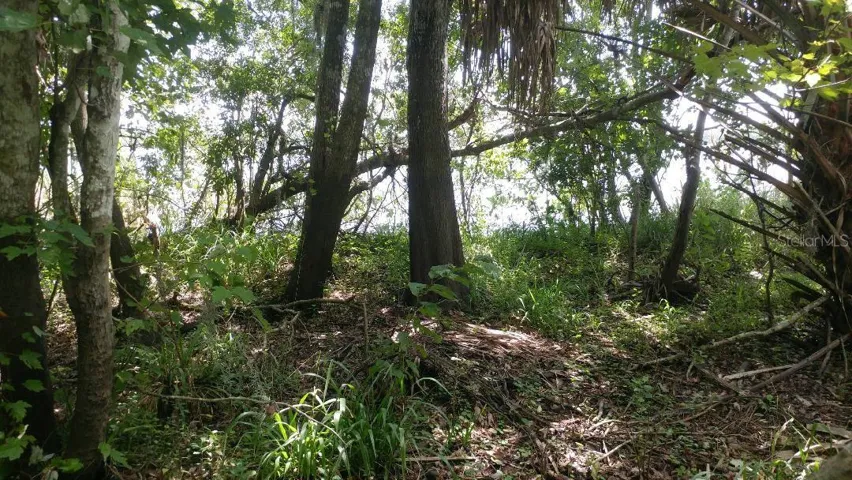 Trees by Lake