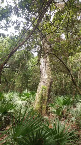 Elbow Oak