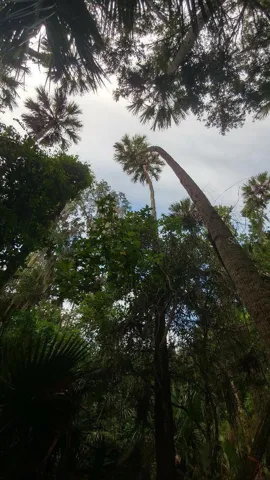 Amazing Palms