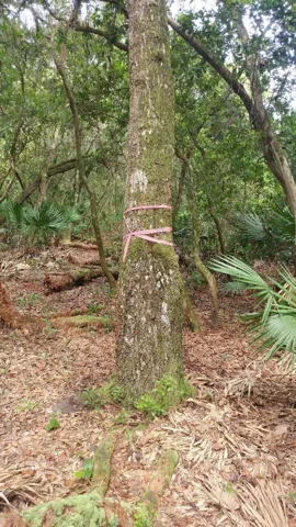 Tree marking trail