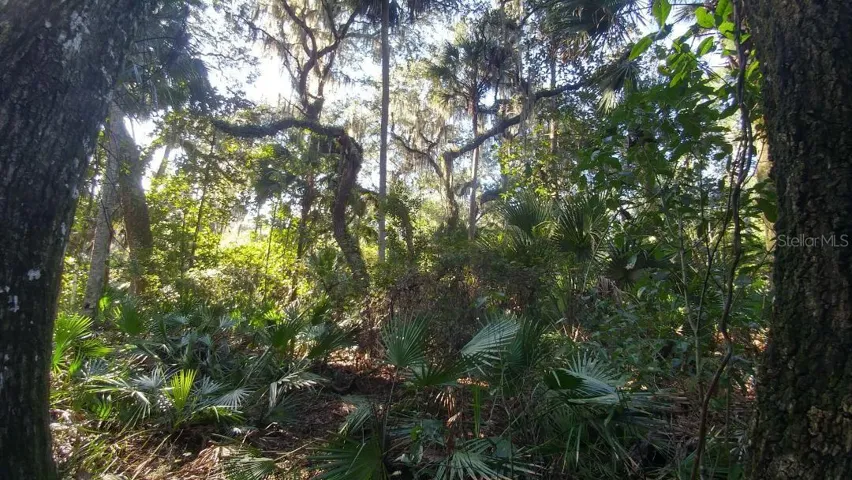 Look Deep Into the Woods