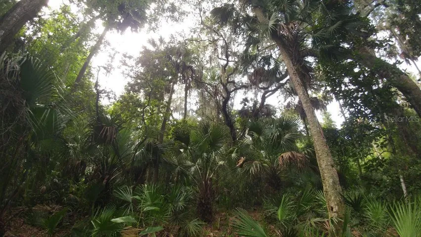 Beautiful Canopy