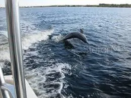 Wildlife in the lagoon