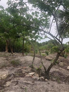 Property is partially cleared and easy to walk