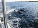 Lagoon photos of wildlife