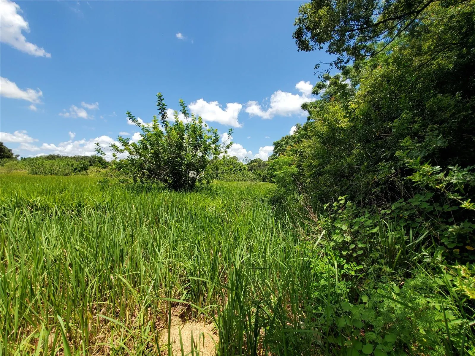 Lakeland, Florida 33801, 0 , 0 ,0,Land,For Sale,WOODLAND,0,L4924795