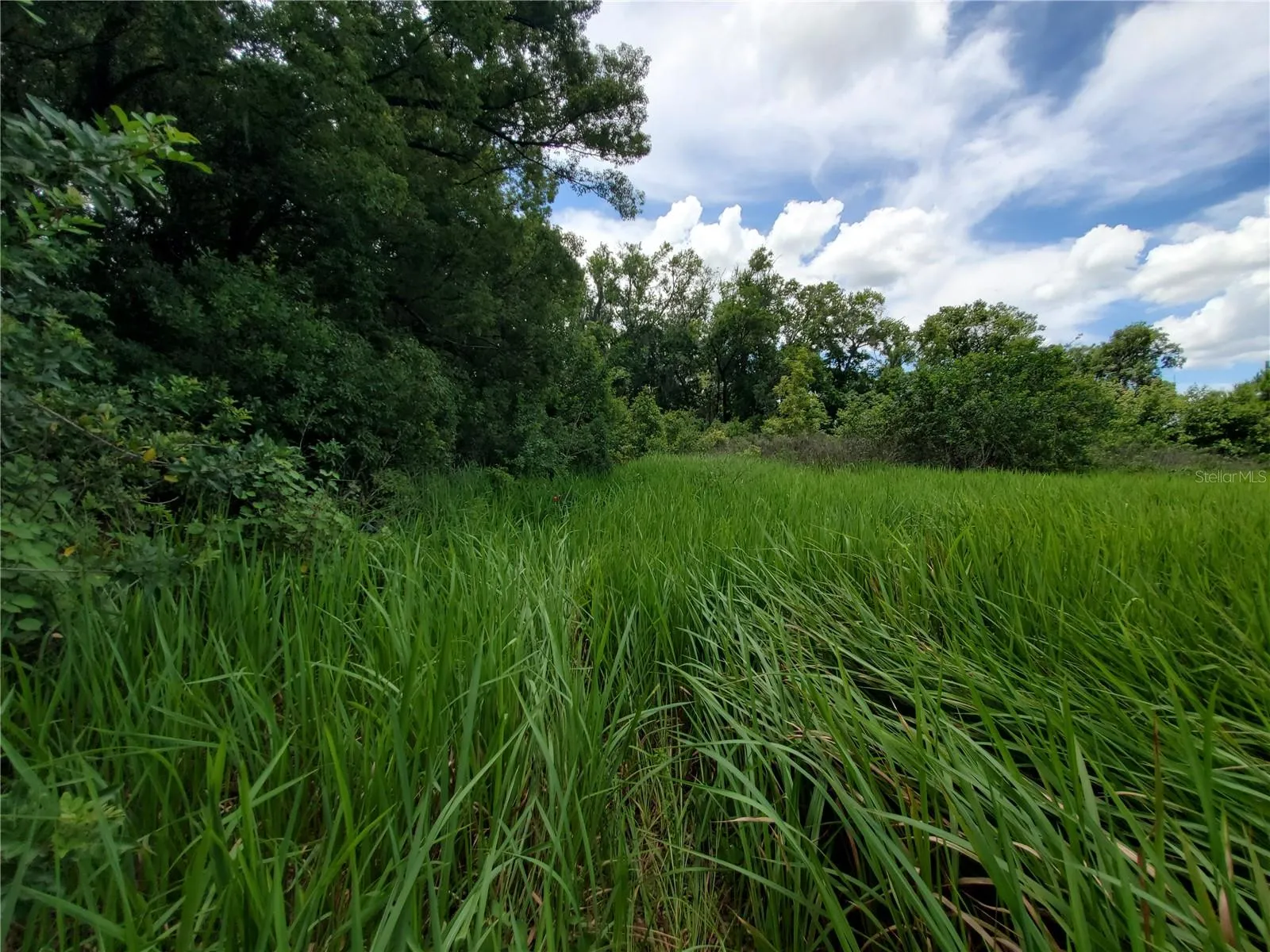 Lakeland, Florida 33801, 0 , 0 ,0,Land,For Sale,WOODLAND,0,L4924795