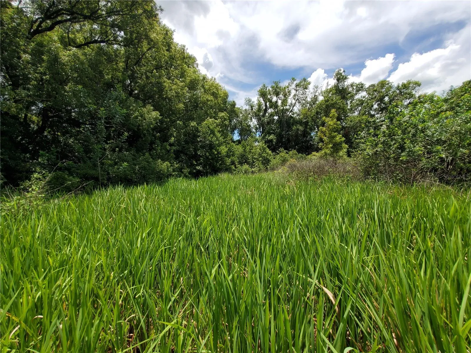 Lakeland, Florida 33801, 0 , 0 ,0,Land,For Sale,WOODLAND,0,L4924795