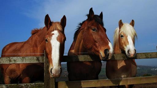 BEAUTIFUL HORSE COUNTRY IN SORRENTO, FLORIDA. HIGH AND DRY 10 ACRES AWAITING YOUR NEW HOME.