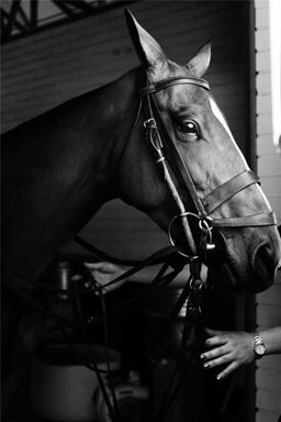 CREATE A NEW HOME FOR YOUR COMPANION!!  EQUESTRIAN TRAIL IS WAITING!