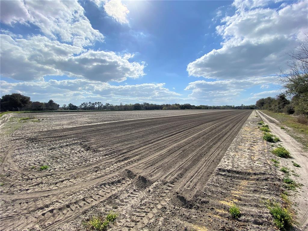Alachua, Florida 32615, 0 , 0 ,0,Land,For Sale,COUNTY ROAD 239,0,GC502818
