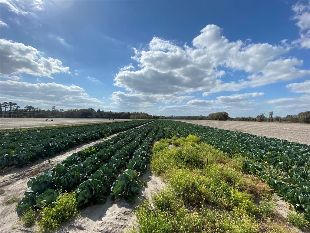 Alachua, Florida 32615, 0 , 0 ,0,Land,For Sale,COUNTY ROAD 239,0,GC502818
