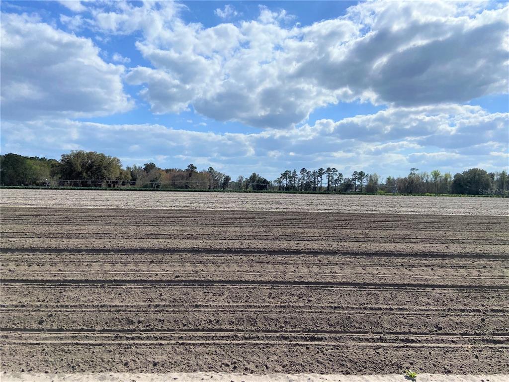 Alachua, Florida 32615, 0 , 0 ,0,Land,For Sale,COUNTY ROAD 239,0,GC502818