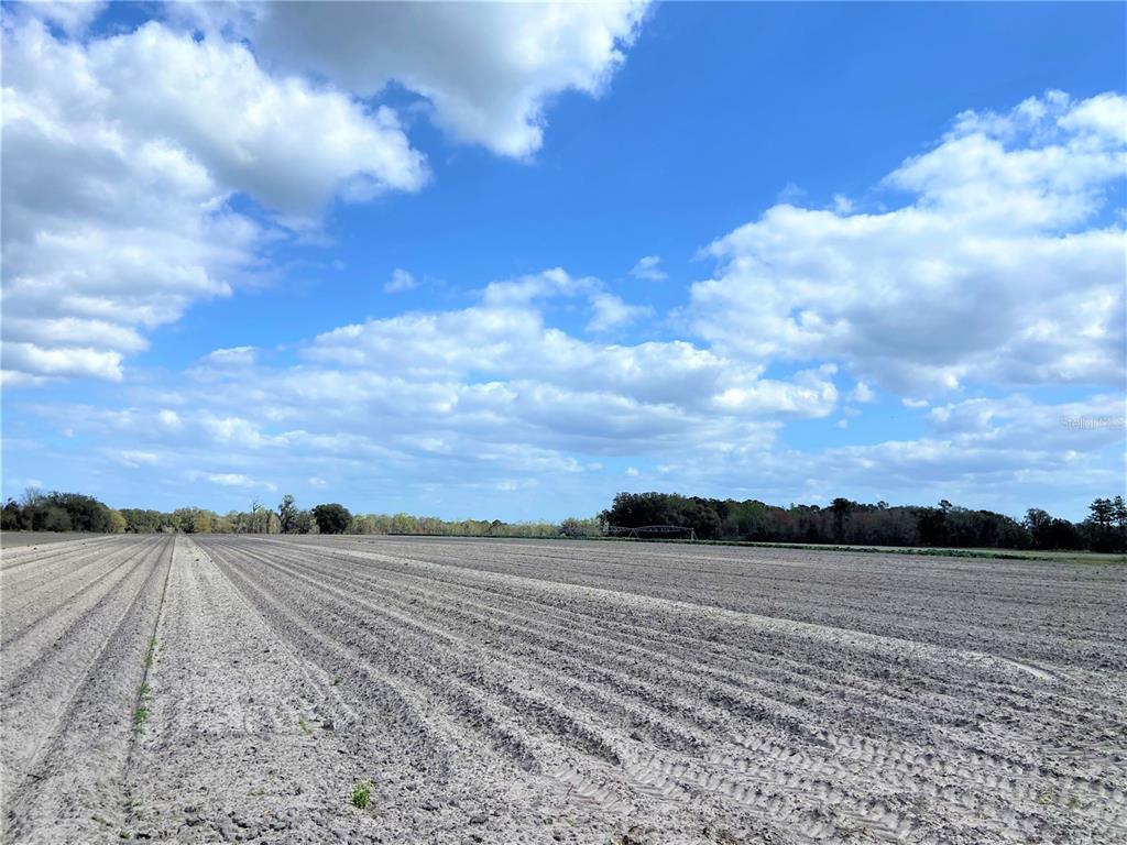 Alachua, Florida 32615, 0 , 0 ,0,Land,For Sale,COUNTY ROAD 239,0,GC502818