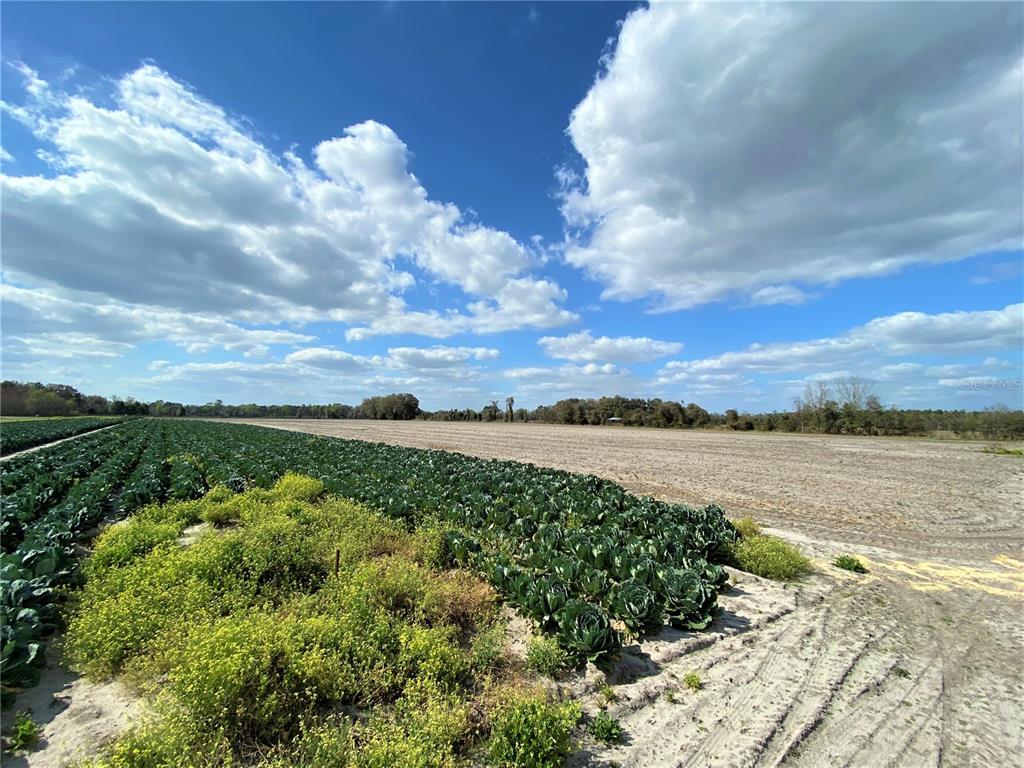 Alachua, Florida 32615, 0 , 0 ,0,Land,For Sale,COUNTY ROAD 239,0,GC502818