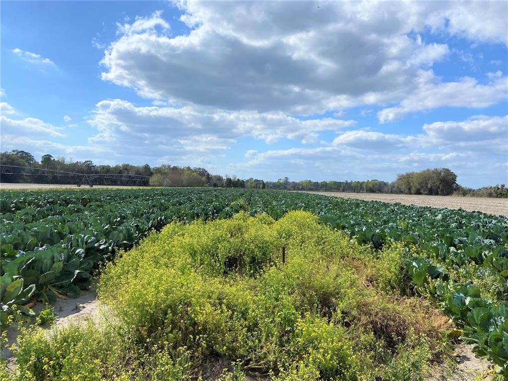 Alachua, Florida 32615, 0 , 0 ,0,Land,For Sale,COUNTY ROAD 239,0,GC502818