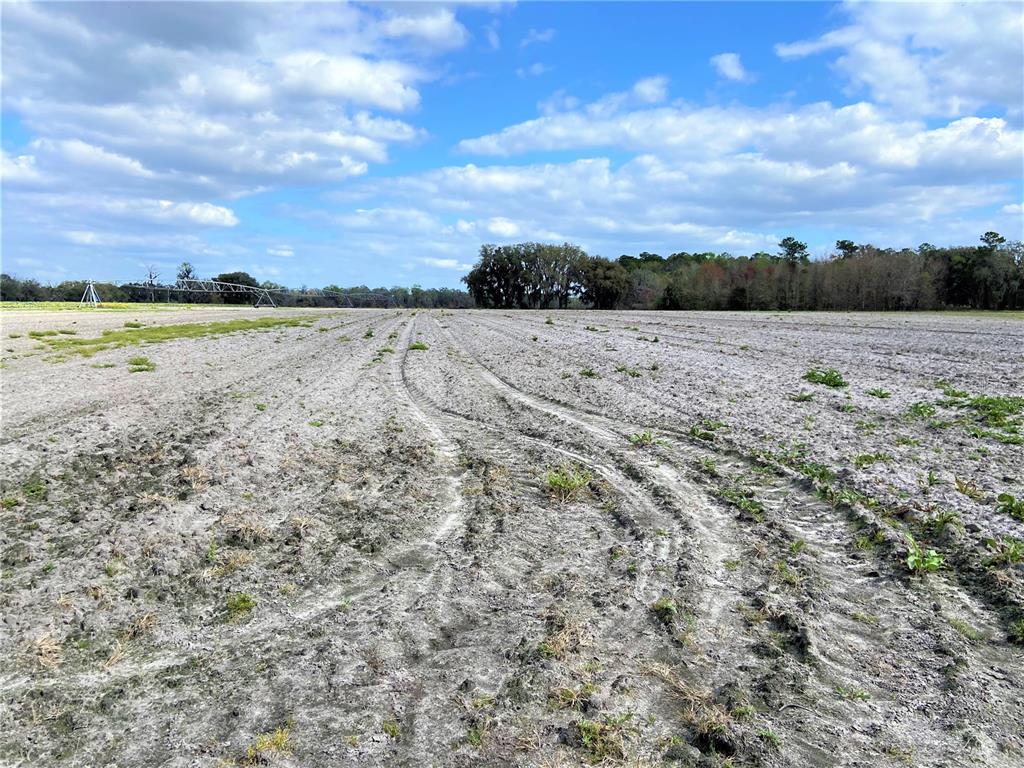 Alachua, Florida 32615, 0 , 0 ,0,Land,For Sale,COUNTY ROAD 239,0,GC502818