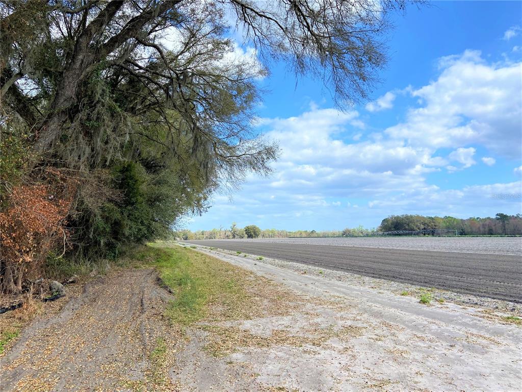 Alachua, Florida 32615, 0 , 0 ,0,Land,For Sale,COUNTY ROAD 239,0,GC502818
