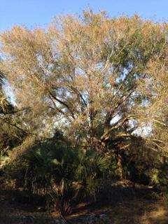 Prominent oak tree in middle of property.