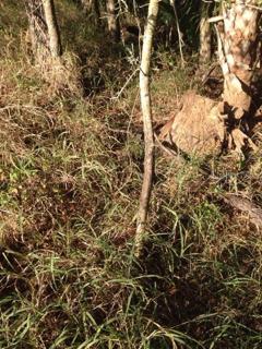 Evidence of wild hogs on property...they love to scratch themselves on young trees.