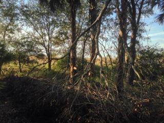 Interior photo of cabbage and oak trees.