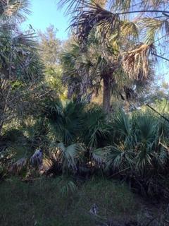 Interior photo of cabbage and oak trees.