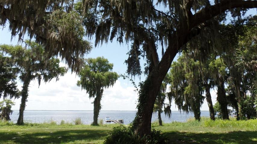 Gorgeous trees on this lot
