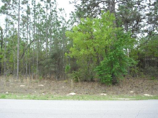 Center View 