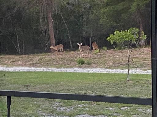 Deer