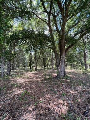 Lot 2 View