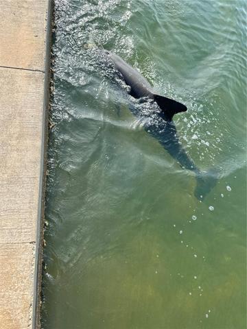 Dolphin playing at the seawall