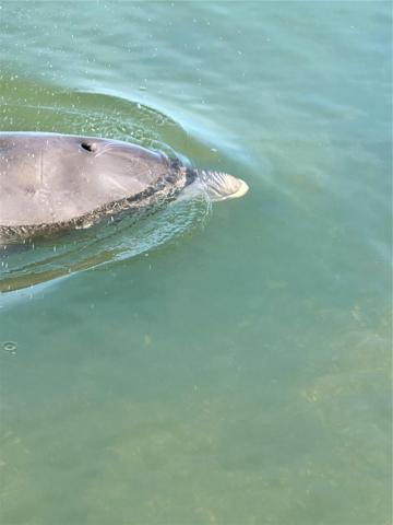 Dolphin showing off