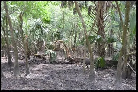 Hunting Stand