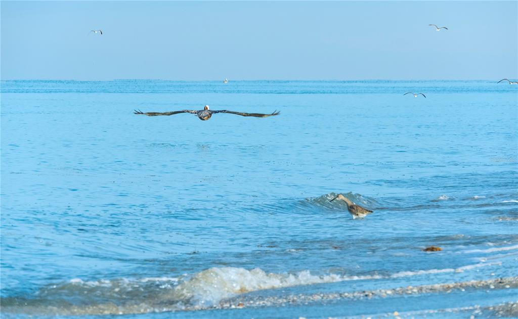 Pelican in flight