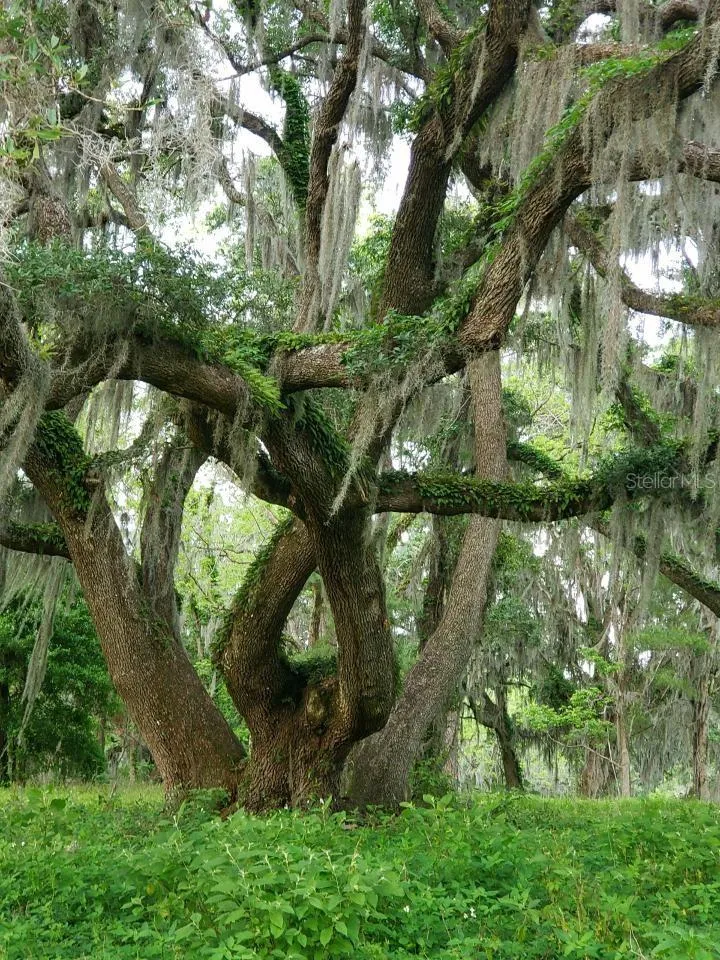 Ocala, Florida 34481, 0 , 0 ,0,Land,For Sale,144TH COURT,0,OM641353