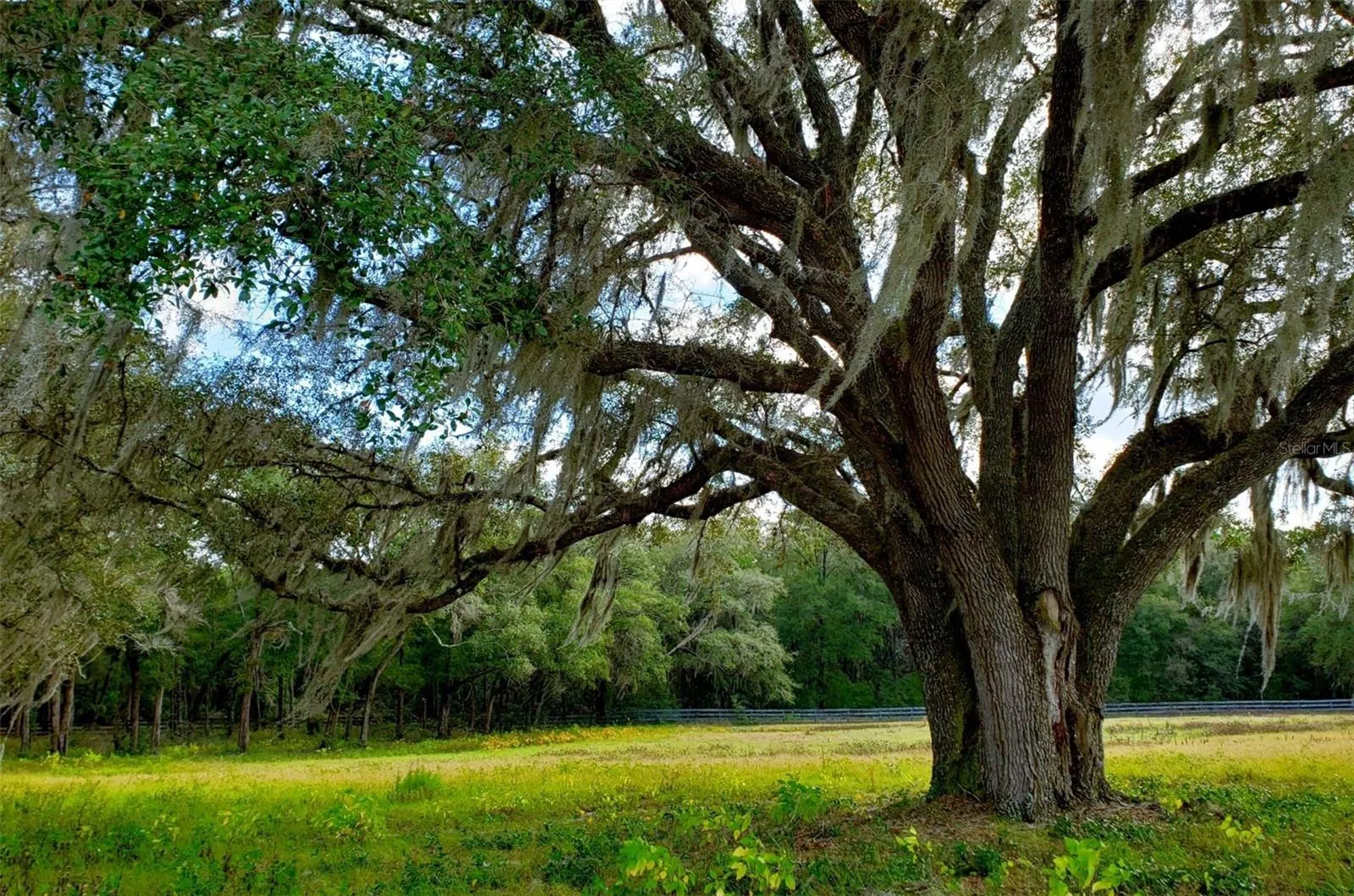 Ocala, Florida 34481, 0 , 0 ,0,Land,For Sale,144TH COURT,0,OM641353