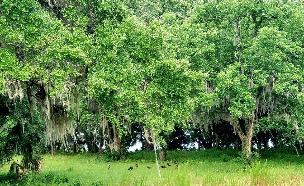 Ocala, Florida 34481, 0 , 0 ,0,Land,For Sale,144TH COURT,0,OM641353