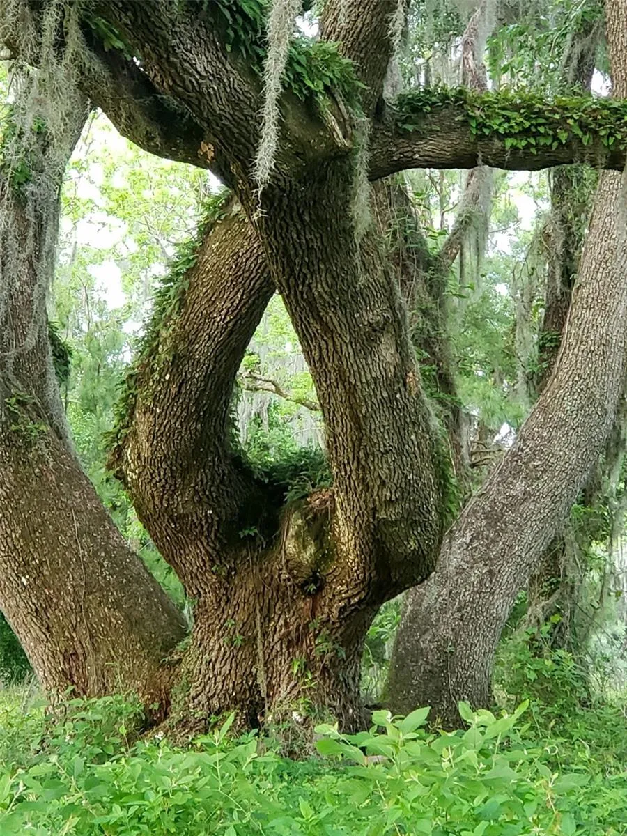 Ocala, Florida 34481, 0 , 0 ,0,Land,For Sale,144TH COURT,0,OM641353