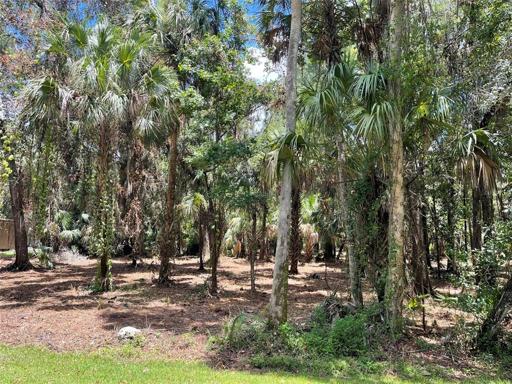 Underbrush has been cleared