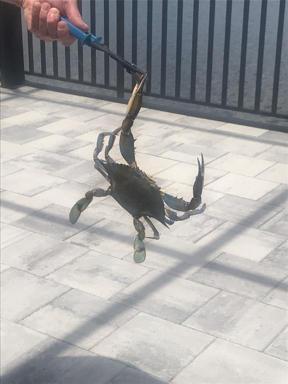 Blue Crab From Meadowview Lake