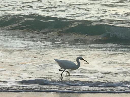 Area Beaches