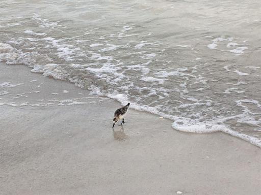 Area Beaches