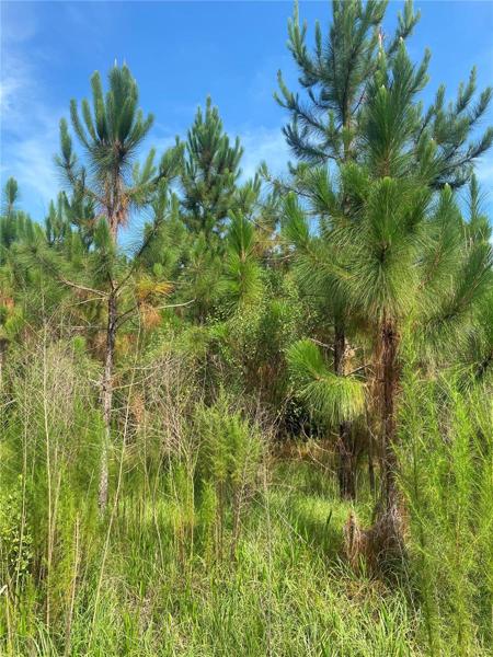 Timber view